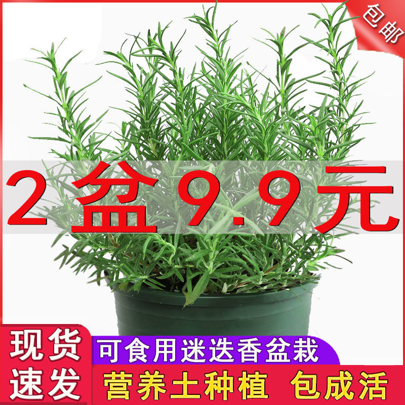 迷迭香盆栽牛排用百里香可食用薄荷叶紫苏新鲜罗勒苗香草四季香料