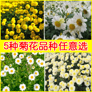 新采摘菊花种子杭白菊胎菊种子黄菊贡菊金丝黄菊种子野菊花