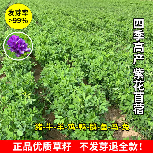 紫花苜蓿种籽种子四季种植南北方耐寒牧草种籽猪牛羊鸡兔饲料高产