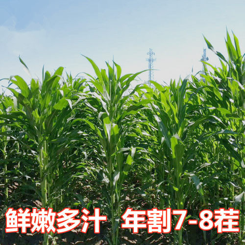 牧草种籽黑麦草甜高粱鱼草种子养殖喂鸡鸭鹅牛草羊草种籽四季常青