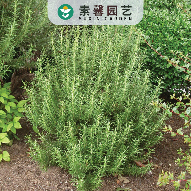 家庭园艺香草种子迷迭香薄荷薰衣草 驱蚊香草 春夏播多年生花种籽图片