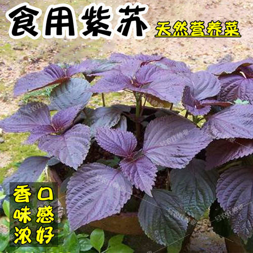 可食用紫苏种子香葱 香菜种四季播蔬菜籽 阳台盆栽大田紫绿大叶苏