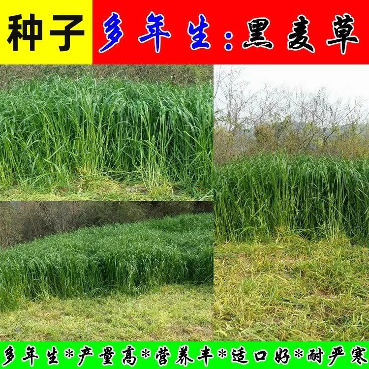 耐寒宽叶多年生黑麦草种子牧草种子猪牛羊鸡鸭鹅鱼马兔草种籽
