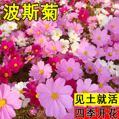 波斯菊花种子格桑花种籽子七彩四季播种开花易活庭院室外花籽种孑