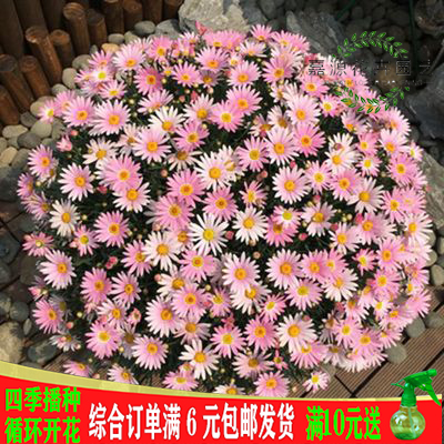 小雏菊花种子四季开花室内盆栽易活花籽孑室外庭院植物鲜花种籽子