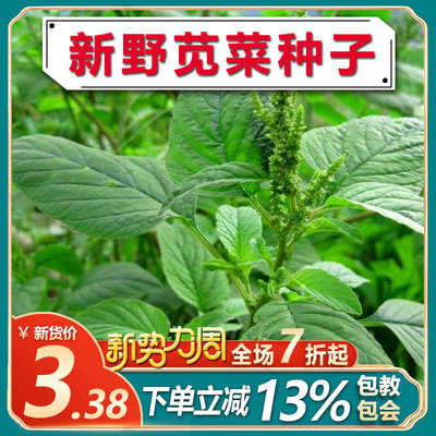野苋菜苋菜种子 野菜种子庭院阳台盆栽茴香紫苏刺苋菜籽种籽