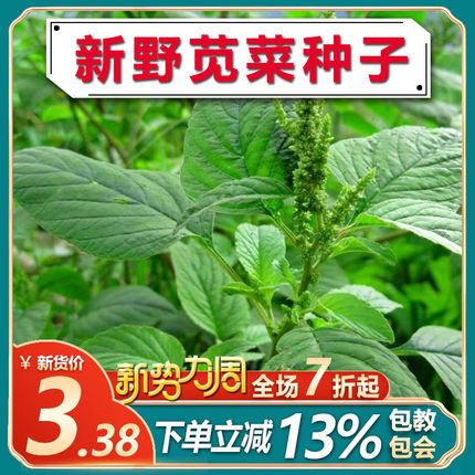 野苋菜苋菜种子 野菜种子庭院阳台盆栽茴香紫苏刺苋菜籽种籽