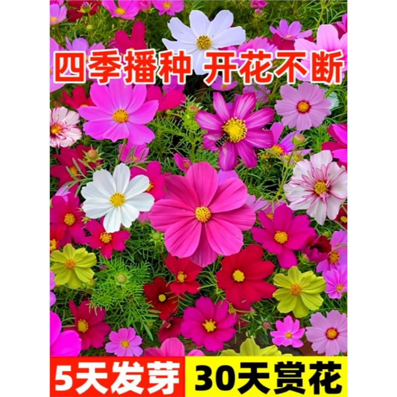 格桑花花种籽子波斯菊花籽七彩盆栽花种子四季开花庭院室外易成活