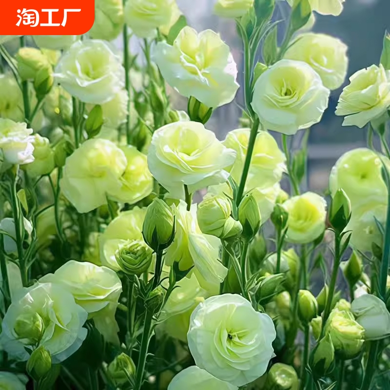 洋桔梗花种子四季开花种孑种籽子盆栽室内鲁冰花虞美人食用易活