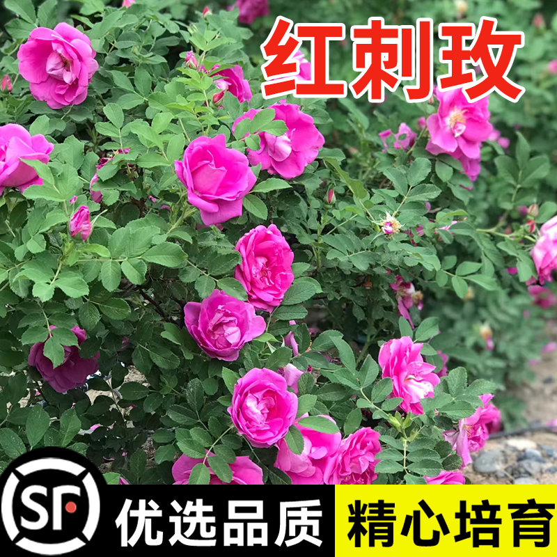 红刺玫种子玫瑰花园林绿化观赏开花当年新采种大花藤本黄刺玫种籽