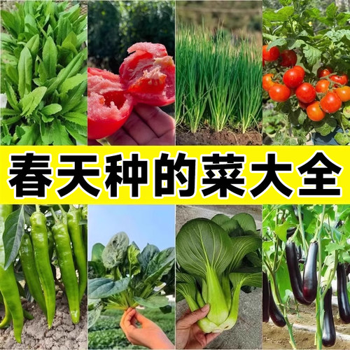 春播蔬菜种子孑种籽菠菜生菜快菜番茄香菜葱各种适合春天种的菜籽