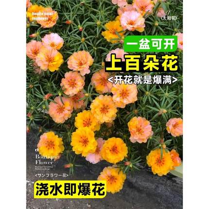 重瓣太阳花种籽孑四季播种开花七彩花籽大全室内外盆栽花卉花种子