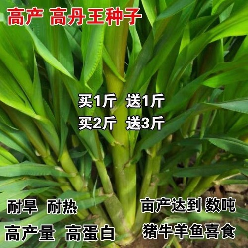 高丹王草种籽苏丹草草籽杂交四季高产养殖猪牛羊兔鱼草牧草种子