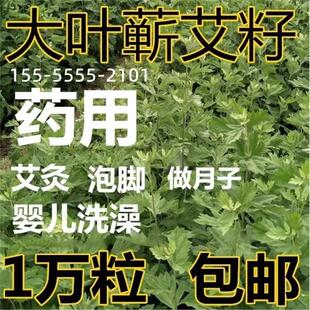 药用艾草艾叶种籽 艾绒蕲艾植物大叶艾草种子野生艾草苗五月艾籽