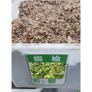 小叶榔榆种子盆景苗树苗榆树籽白榆种子种籽榆树多年生种孑四季