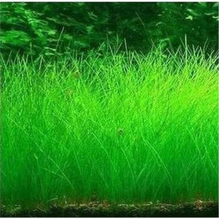 水族箱鱼缸造景水草种子 迷你矮珍珠种子金鱼草伊乐藻 牛毛草种子