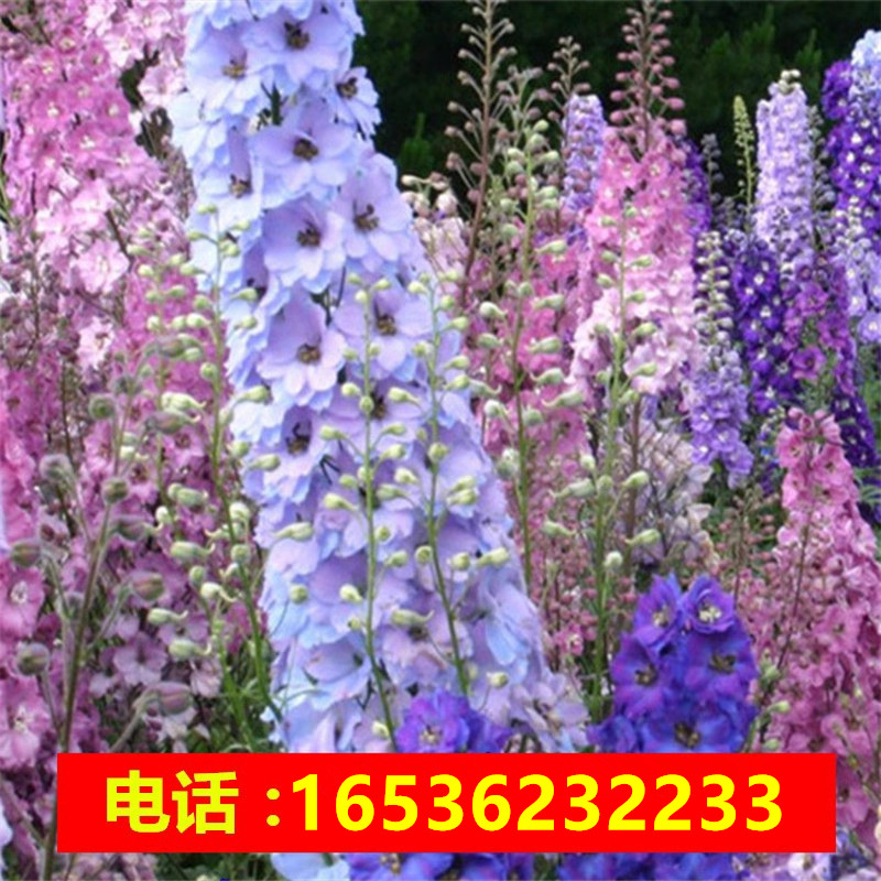 飞燕草种子 大花飞燕草花种 千鸟草种子园林景观花种子花籽