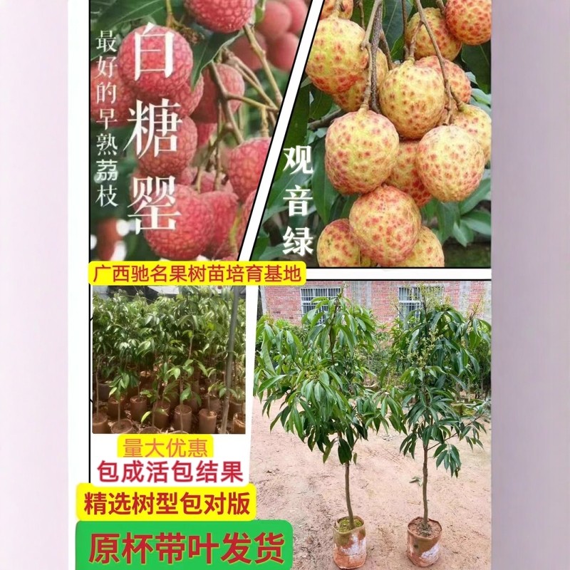 正品观音绿荔枝果苗八月马贵荔白糖罂营养杯苗带土带叶发货好成活