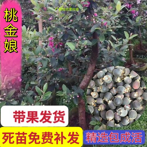 桃金娘树稔子苗优先挑选树型发货