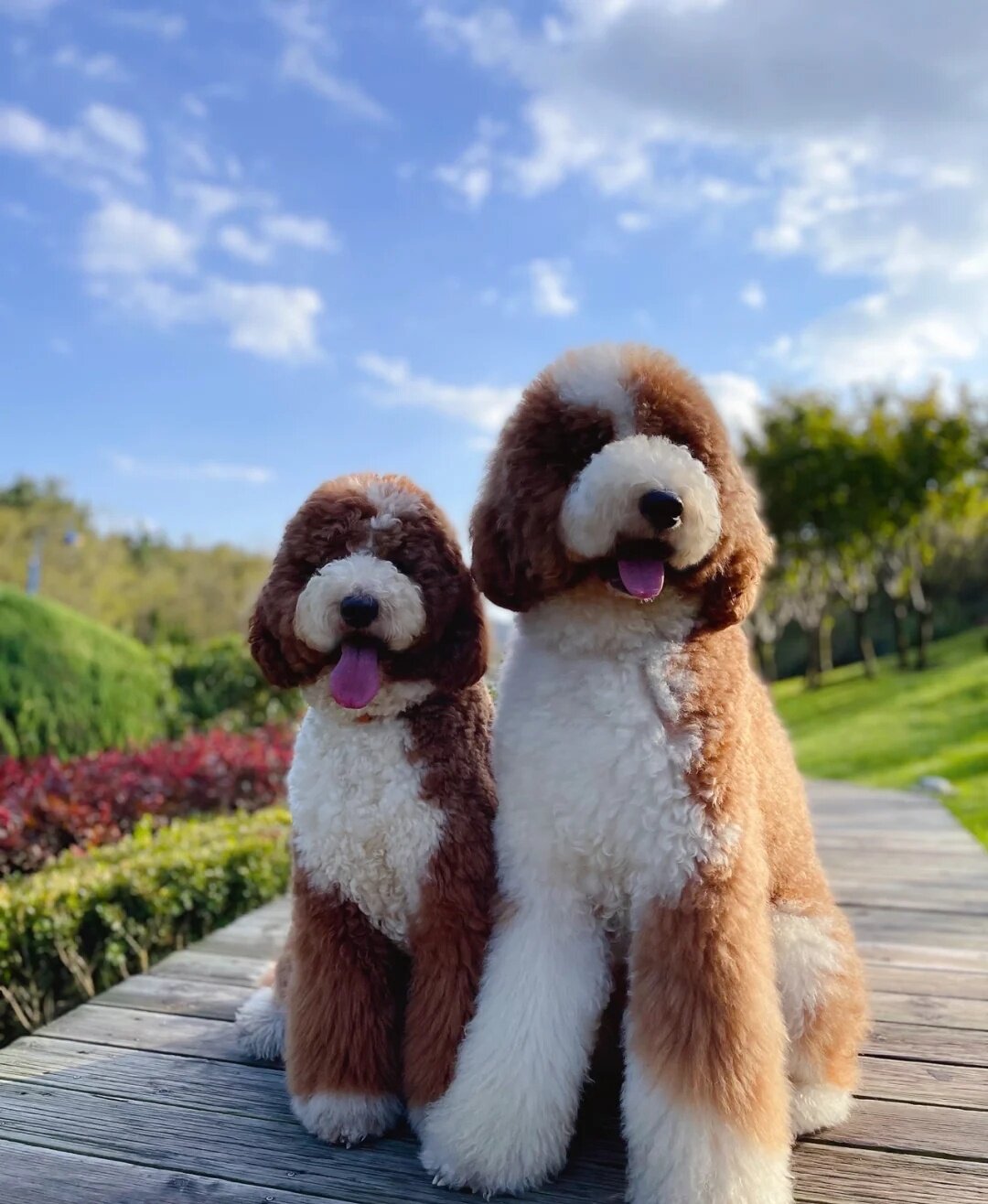 纯种巨贵幼犬红白花色巨贵片花巨贵灰白花色巨型贵宾大型泰迪狗狗