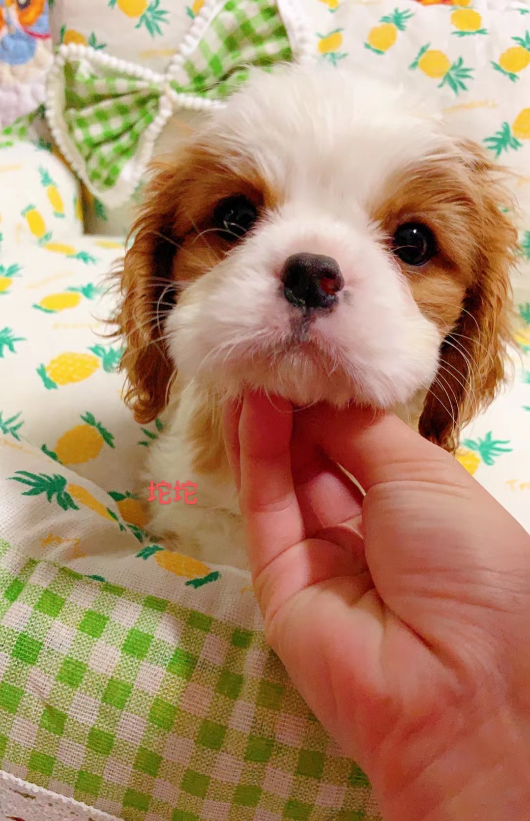 坨坨家专业繁育四色骑士查理王小猎犬可爱萌犬宠物查理王幼犬成犬