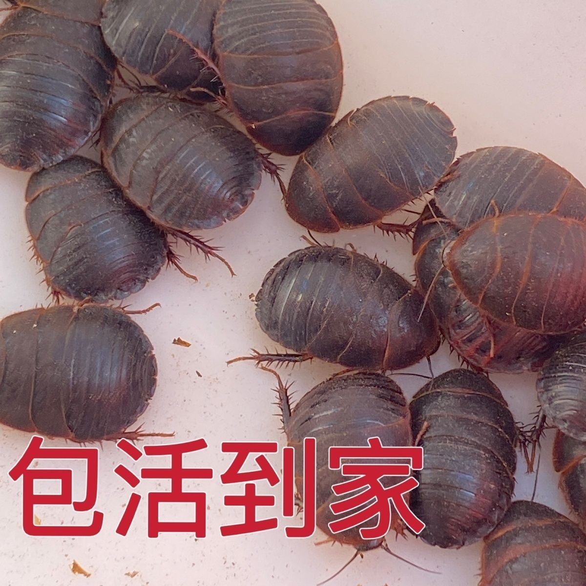 中华土元活的土元大母虫土鳖虫接骨虫活虫土鳖虫大个现货直发新鲜