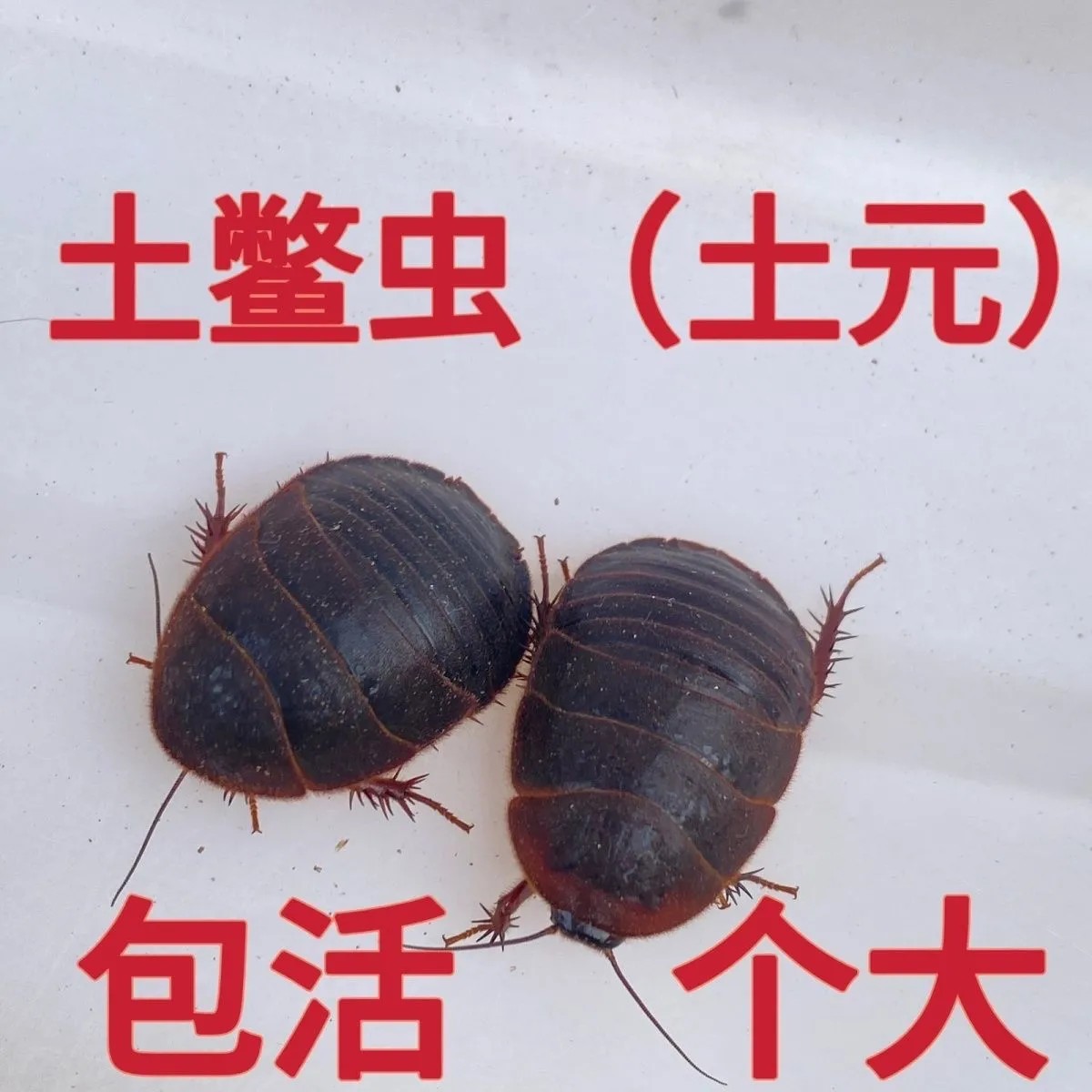 活的土鳖虫接骨虫活虫活土元活地鳖虫可食用骨折鲜活土元