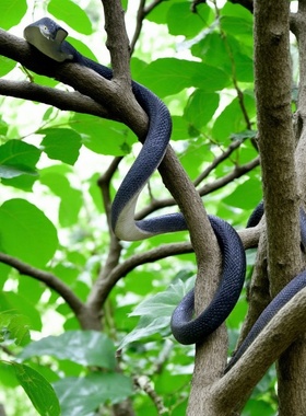 大号仿真蛇加长软胶眼镜王蛇吓人塑胶玩具蛇园艺花草装饰造景假蛇