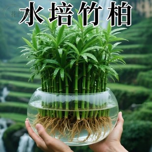 竹柏驱蚊竹水培植物室内客厅水养绿植花卉盆栽水培驱蚊竹四季好养