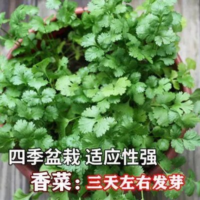 四季香菜种子大叶籽阳台盆栽