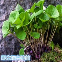 东北辽细辛种苗野生中草药植物南北方四季盆栽地栽新奇特花卉园艺