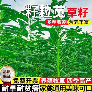 美国进口籽粒苋种子耐旱耐贫瘠四季高产牧草种籽畜牧养殖多茬收割