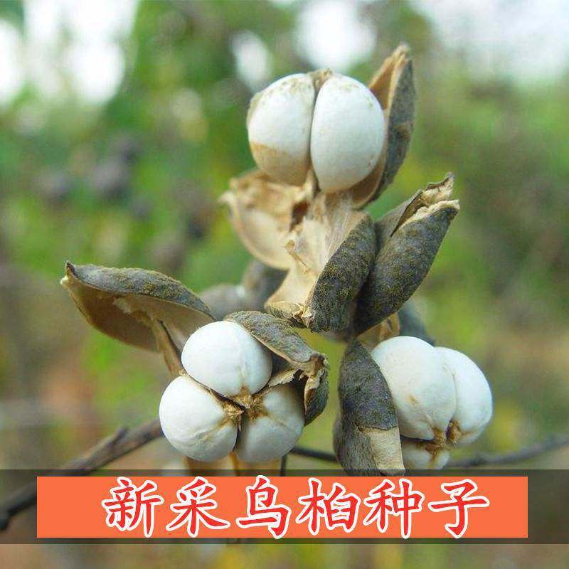 新采乌桕种子四季可播