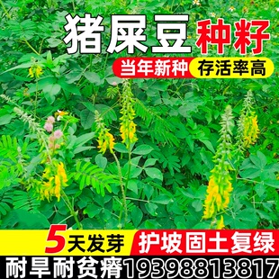 猪屎豆种子护坡固土草籽生态修复边坡复绿工程绿化耐贫瘠灌木种籽