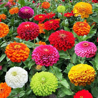 百日草花种籽子七彩重瓣凤