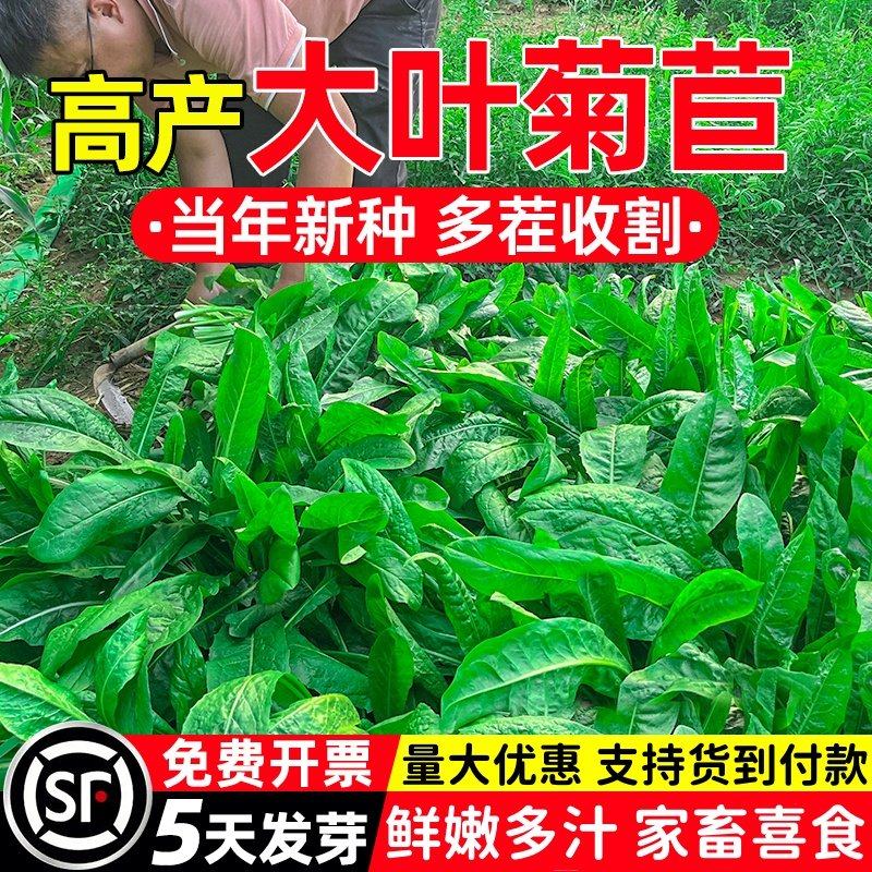 秋冬牧草种子将军菊苣鹅草种子多年生四季高产耐寒兔子鸡鸭猪草种,鲜花速递/花卉仿真/绿植园艺,家庭园艺种子,淘宝优惠券,粉丝福利购,淘宝优惠卷