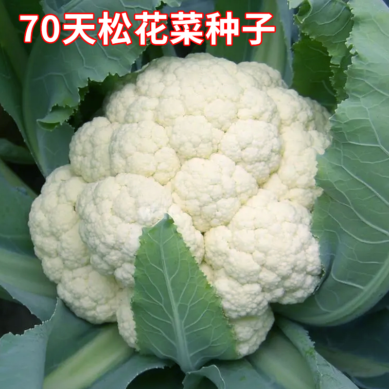 70天松花菜种子青梗花椰菜白色西兰蓝花种籽春秋农家田园蔬菜种孑 鲜花速递/花卉仿真/绿植园艺 家庭园艺种子 原图主图