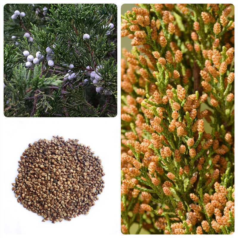 柏树种子四季刺松柏种子