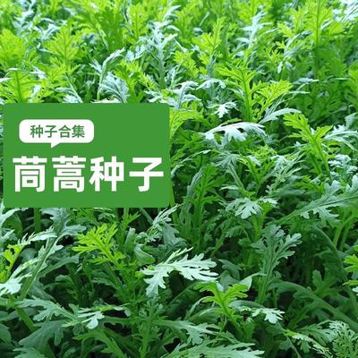 小叶茼蒿种子大全籽菜四季
