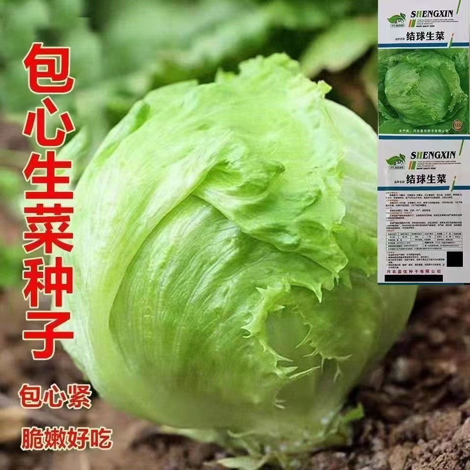 球形生菜种子圆生菜春夏秋四季播生菜种子/球菜种子球生菜生菜籽