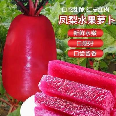 凤梨水果萝卜种籽四季甜脆超