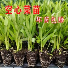 空心菜秧苗贝贝南瓜秋葵生菜豆角韭菜丝瓜茄子黑白玉米四季蔬菜苗