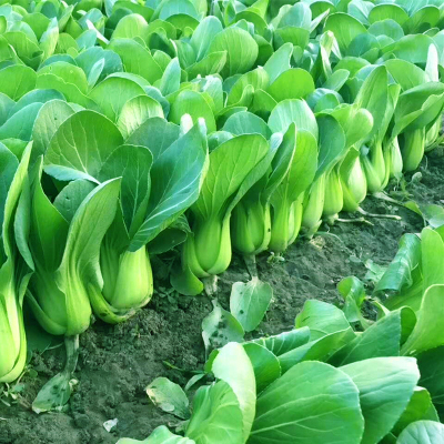 原种上海青子蔬菜籽孑鸡毛小