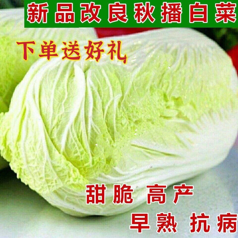 秋播大白菜种子90天包心菜结球白菜早晚熟农家高产抗病蔬菜种孑籽 鲜花速递/花卉仿真/绿植园艺 家庭园艺种子 原图主图