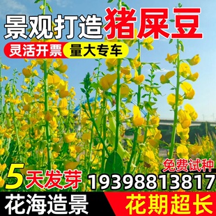 猪屎豆种子护坡固土草籽生态修复边坡复绿工程绿化耐贫瘠灌木种籽