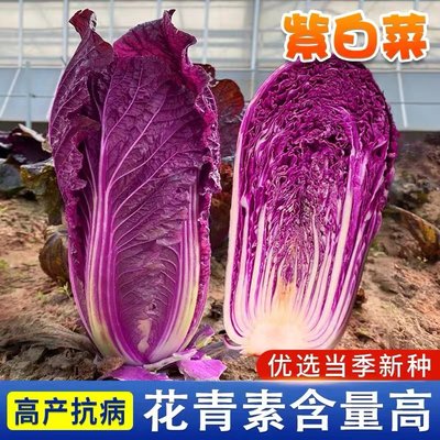 紫白菜种孑红色大子秋天冬季