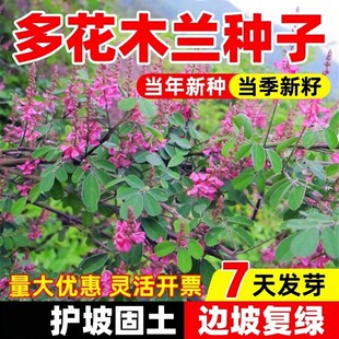多花木兰种子种籽多花木蓝优良饲用优良的灌木蜜源植物是豆科牧草