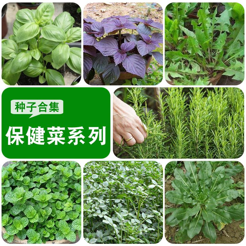 夏季四季种籽蔬菜种子益母草罗勒紫苏板蓝根蒲公英薄荷西洋菜农家 鲜花速递/花卉仿真/绿植园艺 家庭园艺种子 原图主图