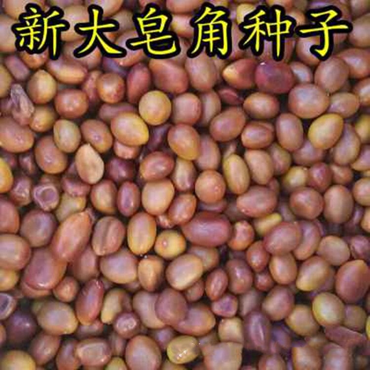 新采大皂角种子绿化苗木批发