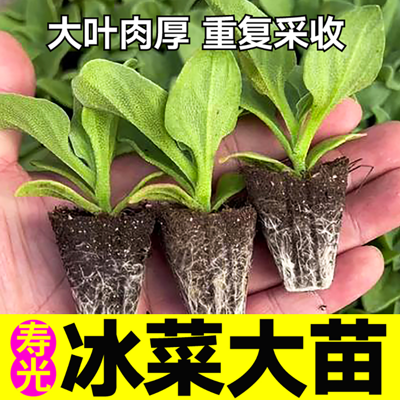 大叶冰菜苗秧种子脆嫩更颗